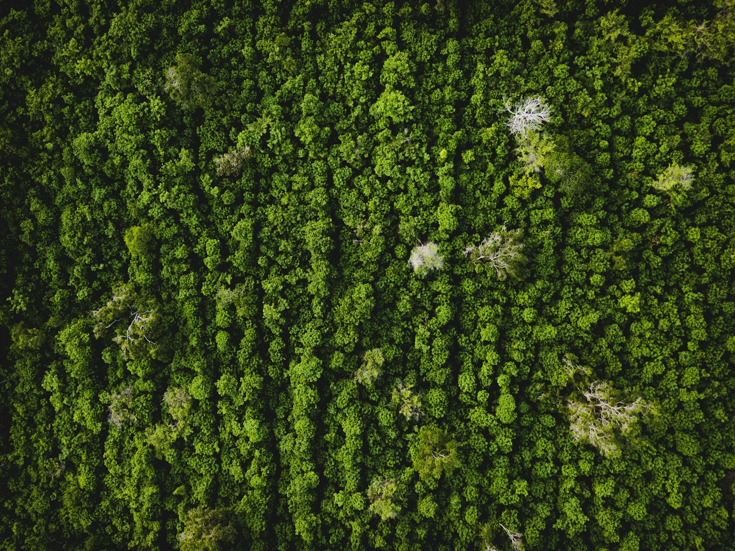 How Scientific Collaboration Fuels Ecological Innovation