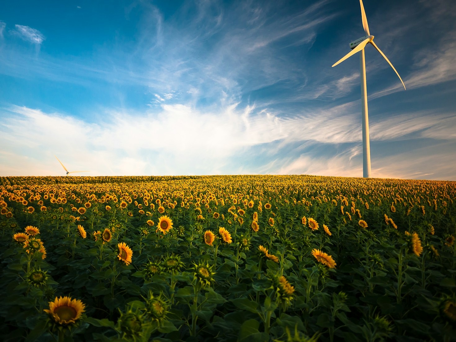 Why Partnerships are Key to Ecological Progress