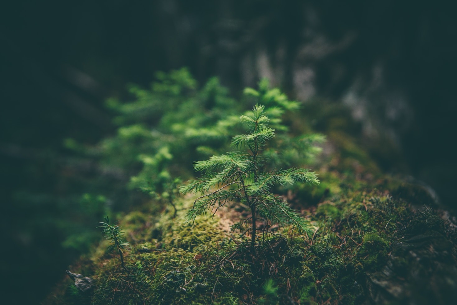 Exploring the Benefits of Ecological Connectivity