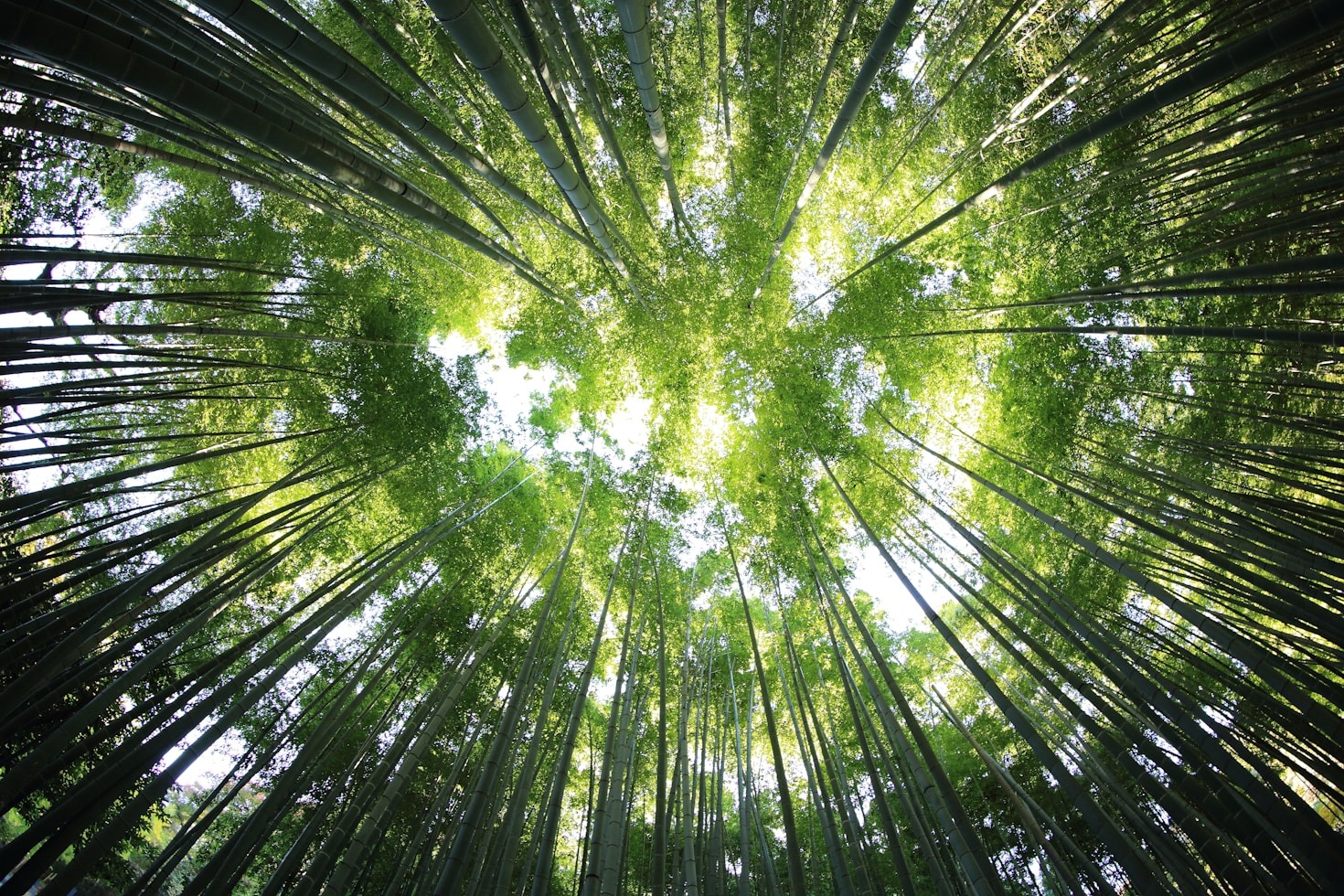 Case Studies in Success: Global Ecological Initiatives